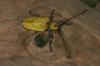 Celosterna pollinosa suphurea